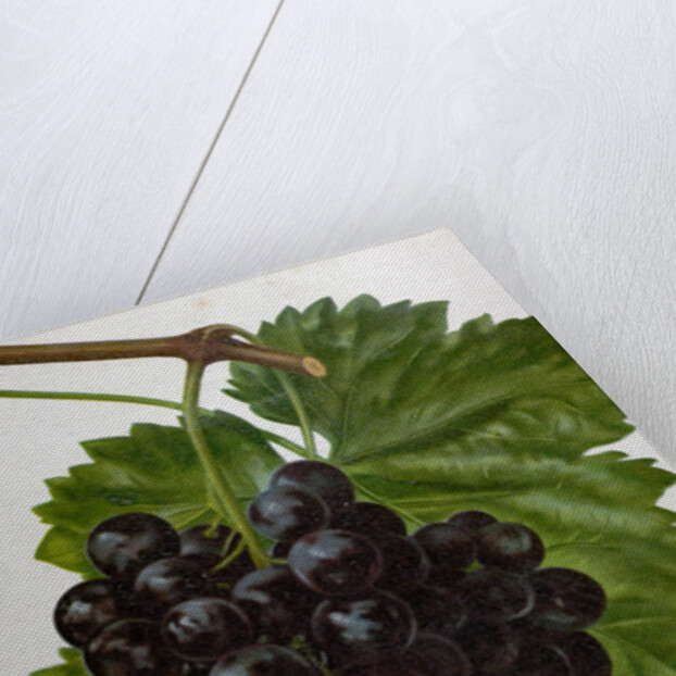 Wine Grapes by Anonymous