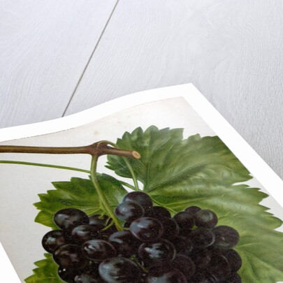 Wine Grapes by Anonymous