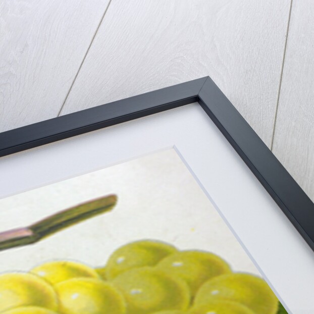 Wine Grapes by Anonymous