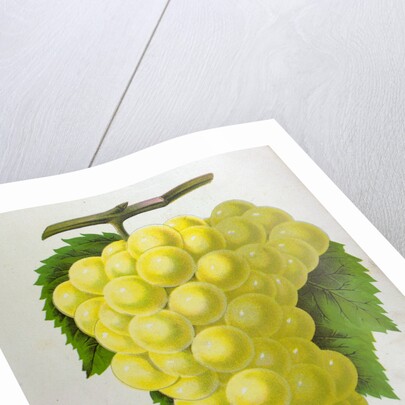 Wine Grapes by Anonymous