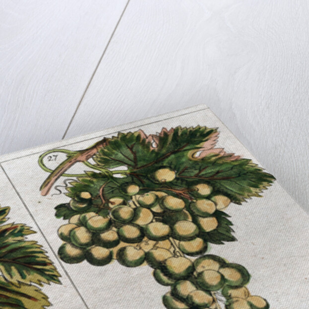 Wine Grapes by Anonymous