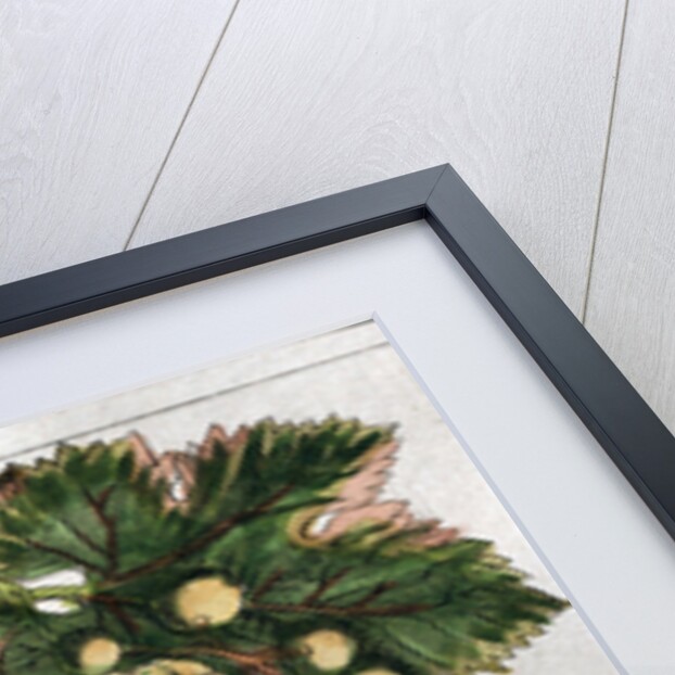 Wine Grapes by Anonymous