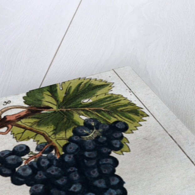 Wine Grapes by Anonymous