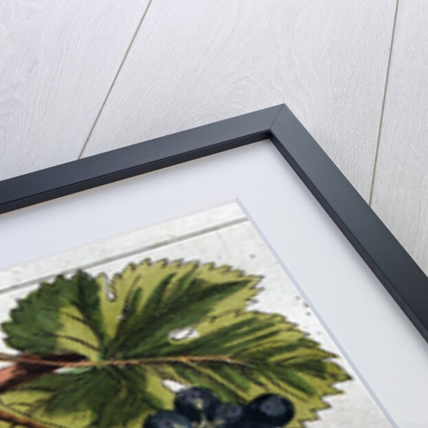 Wine Grapes by Anonymous