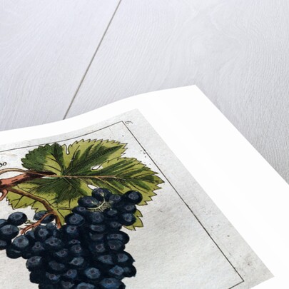 Wine Grapes by Anonymous