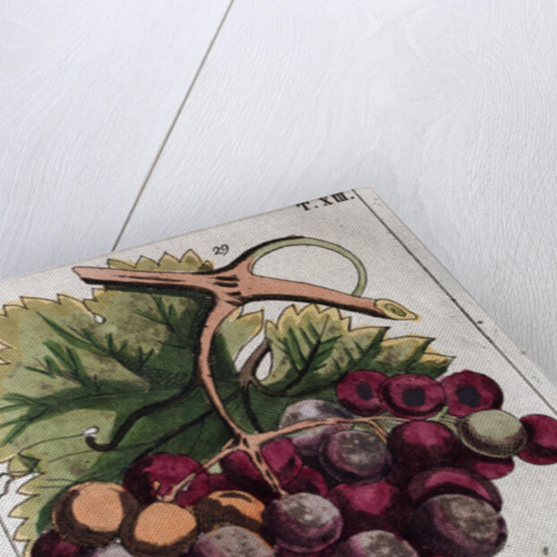 Wine Grapes by Anonymous