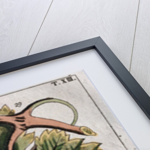 Wine Grapes by Anonymous