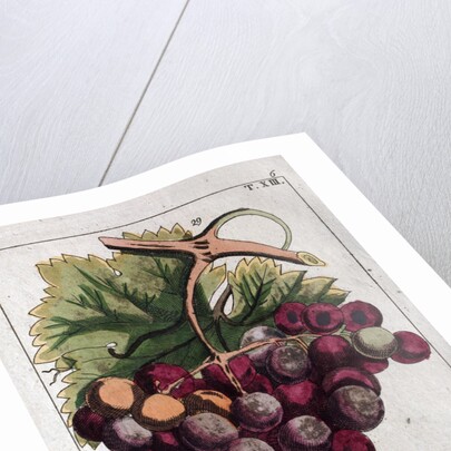 Wine Grapes by Anonymous