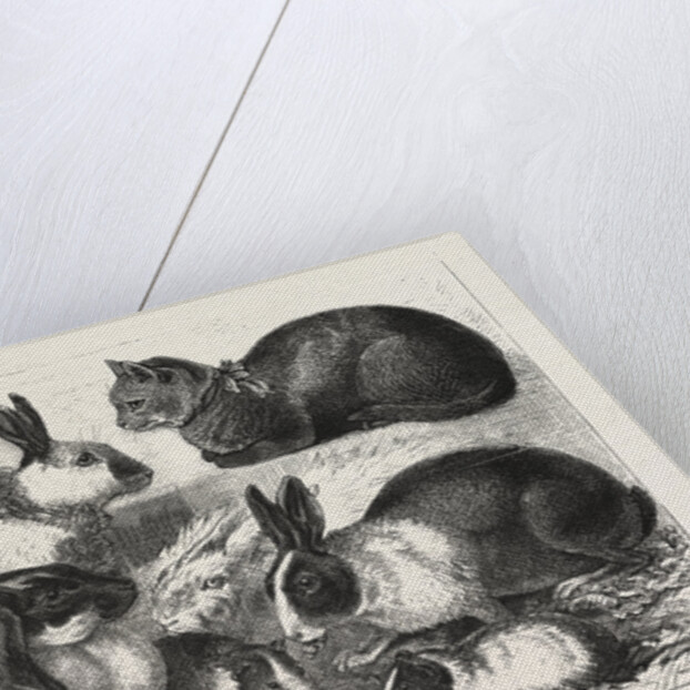 The Cat, Rabbit, and Guinea-Pig Show at the Alexandra Palace by Anonymous