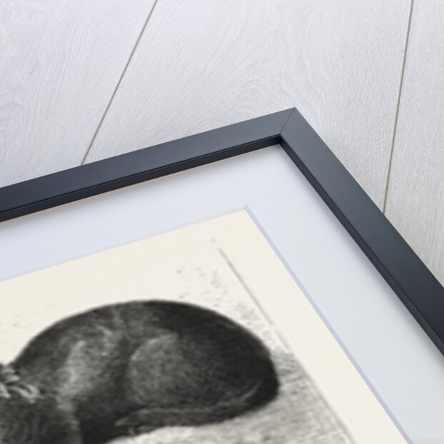 The Cat, Rabbit, and Guinea-Pig Show at the Alexandra Palace by Anonymous
