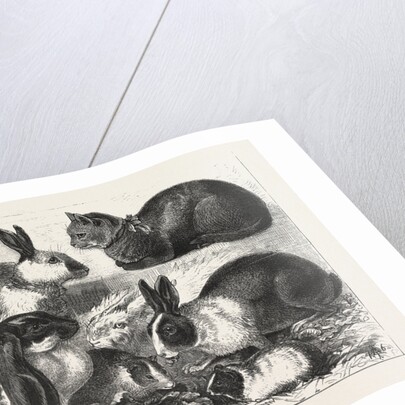 The Cat, Rabbit, and Guinea-Pig Show at the Alexandra Palace by Anonymous