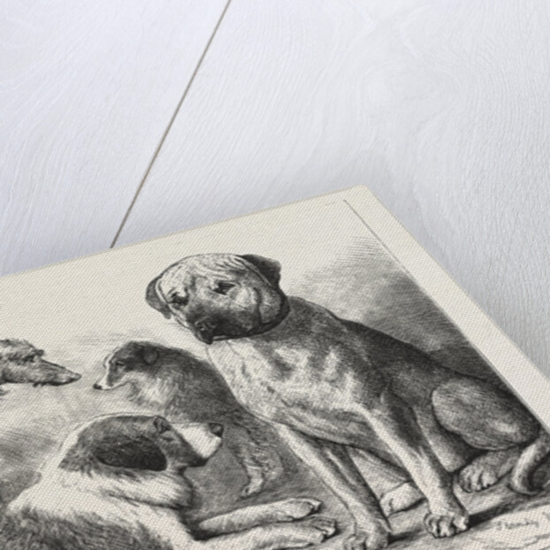 Winners at the Dog Show of the Kennel Club by Anonymous