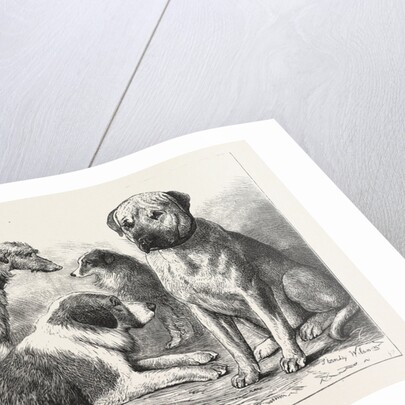 Winners at the Dog Show of the Kennel Club by Anonymous