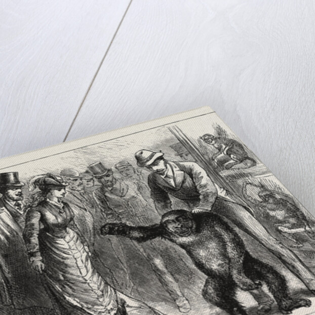 A Distinguished Visitor at Liverpool, the Young Gorilla Holding a Reception in the Museum by Anonymous