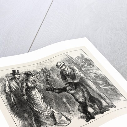 A Distinguished Visitor at Liverpool, the Young Gorilla Holding a Reception in the Museum by Anonymous