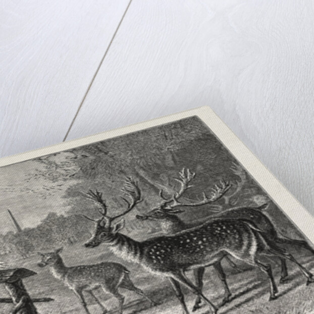 Feeding the Deer, Phoenix Park, Dublin, Ireland by Anonymous