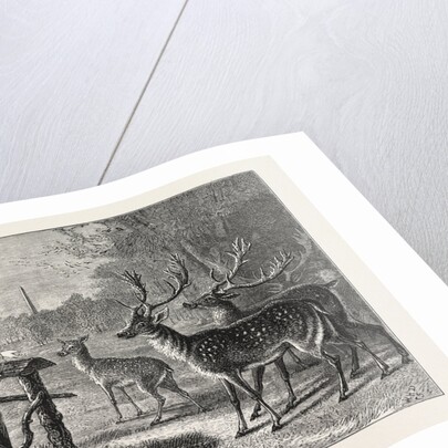 Feeding the Deer, Phoenix Park, Dublin, Ireland by Anonymous