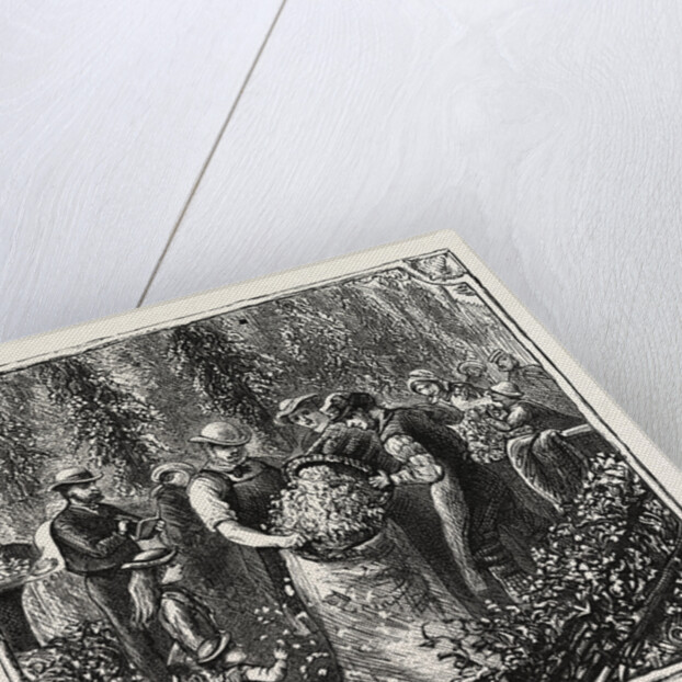 Hops and Hop Pickers, in a Kentish Hop Garden, Kent, England, Measuring the Hops by Anonymous