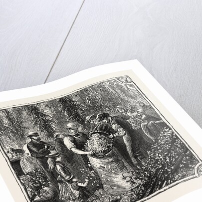 Hops and Hop Pickers, in a Kentish Hop Garden, Kent, England, Measuring the Hops by Anonymous