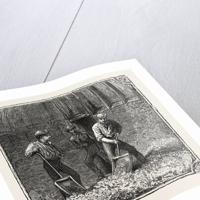 Hops and Hop Pickers, in a Kentish Hop Garden, Kent, England, Turning Hops in the Kiln by Anonymous