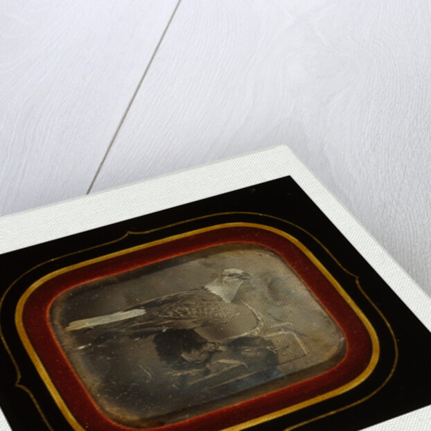 Stuffed Eagle in Independence Hall, Circa 1845 by Anonymous