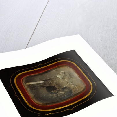 Stuffed Eagle in Independence Hall, Circa 1845 by Anonymous