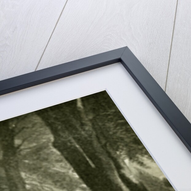 Deer Austria 1891 by Anonymous