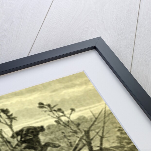 Deer Dog Hunt Austira 1891 by Anonymous