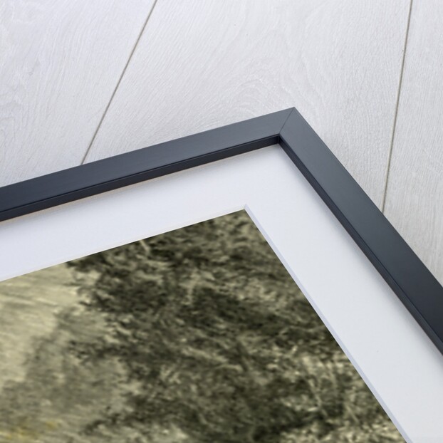 Woods Austria 1891 by Anonymous