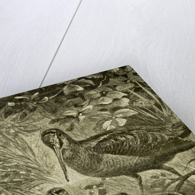 Woodcock Austria 1891 by Anonymous