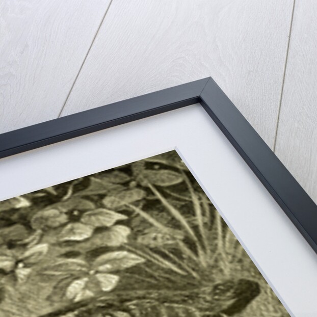 Woodcock Austria 1891 by Anonymous