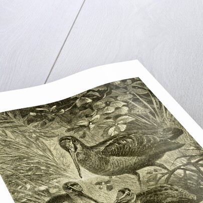 Woodcock Austria 1891 by Anonymous