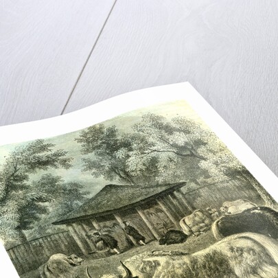 Paris Yaks 1854 by Anonymous
