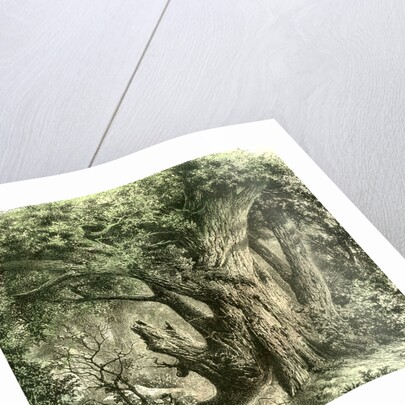 Woods UK 19th Century by Anonymous