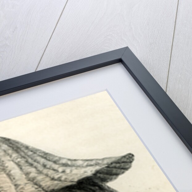 Conibo 1869 Peru by Anonymous