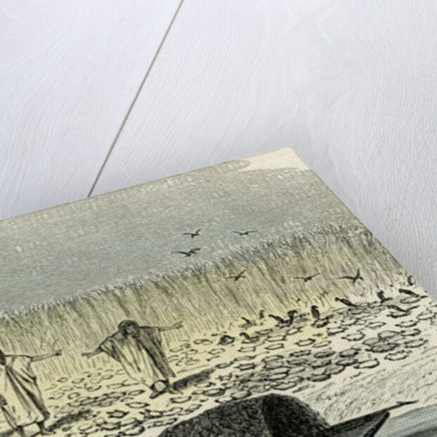 A Massacre of Turtles 1869 Peru by Anonymous