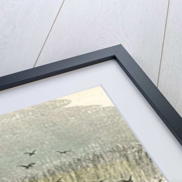 A Massacre of Turtles 1869 Peru by Anonymous