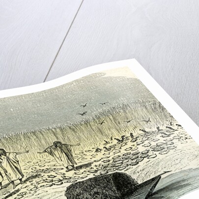 A Massacre of Turtles 1869 Peru by Anonymous