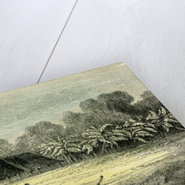 Banana Trees 1869 Peru by Anonymous