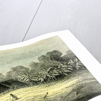 Banana Trees 1869 Peru by Anonymous