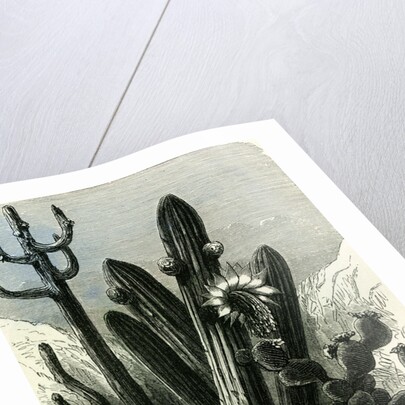Cereus Candelaris and Opuntia 1869 Peru by Anonymous