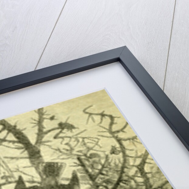 Birds Austria 1891 by Anonymous