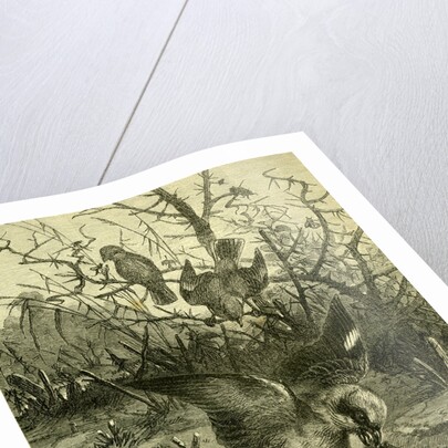 Birds Austria 1891 by Anonymous