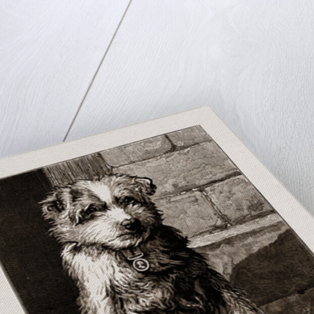 Regimental Pets: Pokeno, Dog Of The 50th Regiment by Anonymous