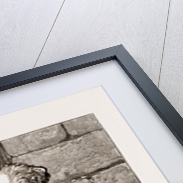 Regimental Pets: Pokeno, Dog Of The 50th Regiment by Anonymous