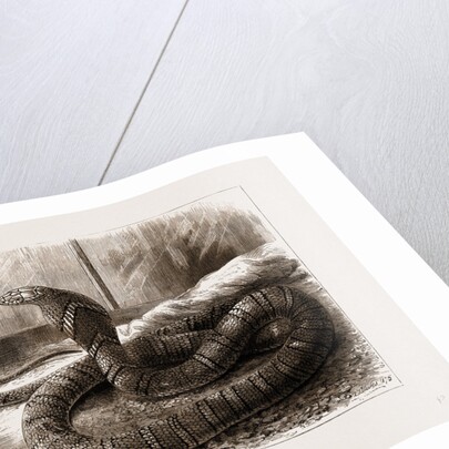 The New Snake-eating Snake (ophiophagus Elaps) At The Zoological Gardens, London by Anonymous
