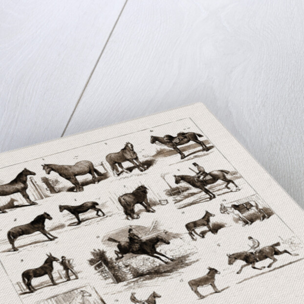 Horse Show At Manchester, UK by Anonymous