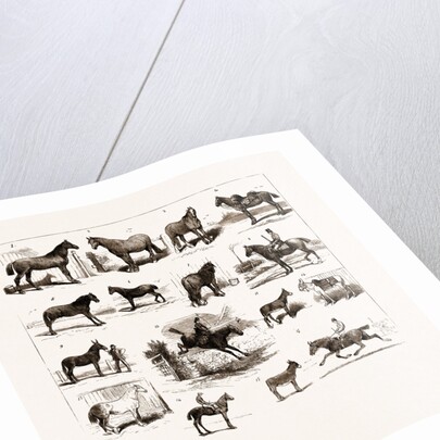 Horse Show At Manchester, UK by Anonymous