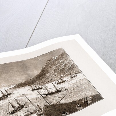 The Seal Fishing Fleet In St. John's Bay, Newfoundland by Anonymous