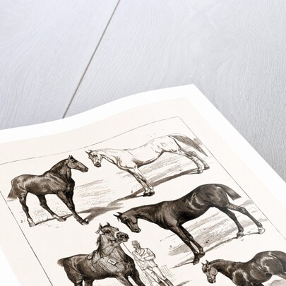 At The Islington Horse Show, London by Anonymous